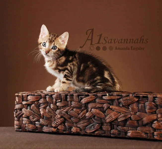 A1Savannahs Rocket F5 Male Savannah Kitten