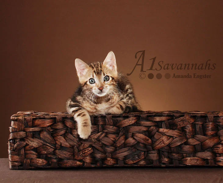 A1Savannahs Rocket F5 Male Savannah Kitten