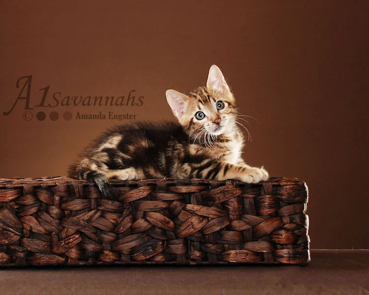 A1Savannahs Rocket F5 Male Savannah Kitten