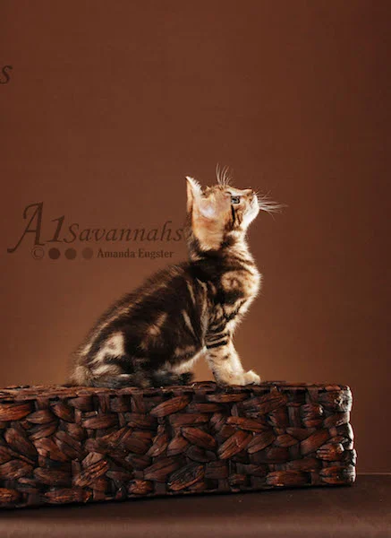A1Savannahs Rocket F5 Male Savannah Kitten