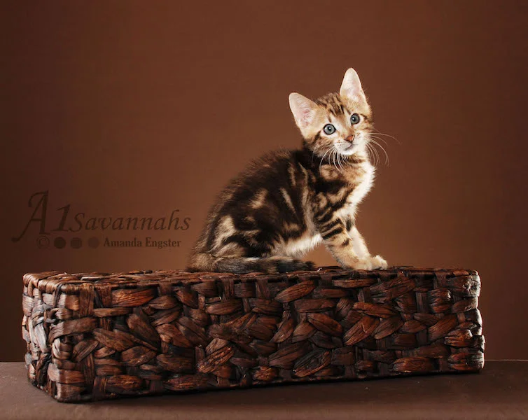 A1Savannahs Rocket F5 Male Savannah Kitten