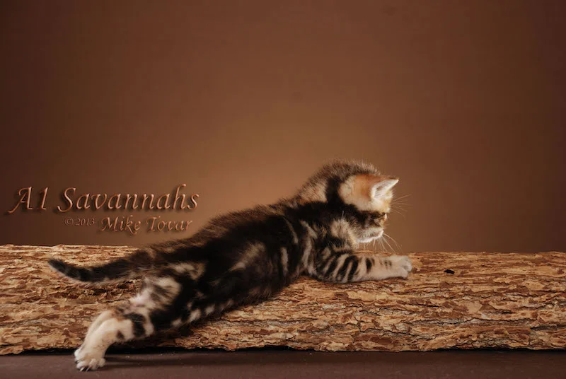 A1Savannahs Rocket F5 Male Savannah Kitten
