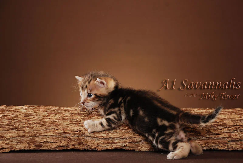 A1Savannahs Rocket F5 Male Savannah Kitten