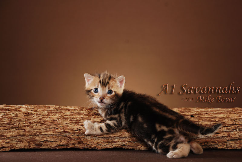 A1Savannahs Rocket F5 Male Savannah Kitten