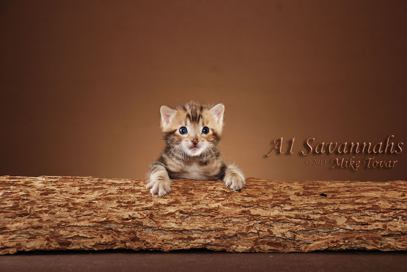 A1Savannahs Rocket F5 Male Savannah Kitten