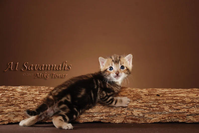 A1Savannahs Rocket F5 Male Savannah Kitten