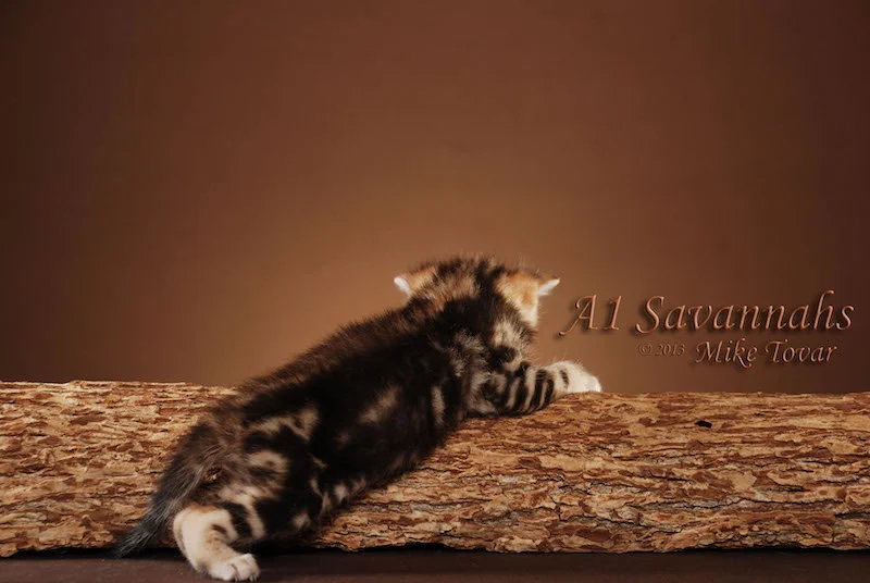 A1Savannahs Rocket F5 Male Savannah Kitten