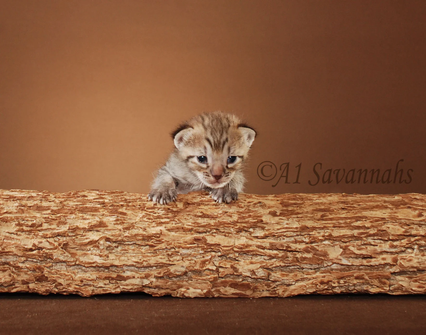 A1Savannahs Berlin is a F5 Savannah Male