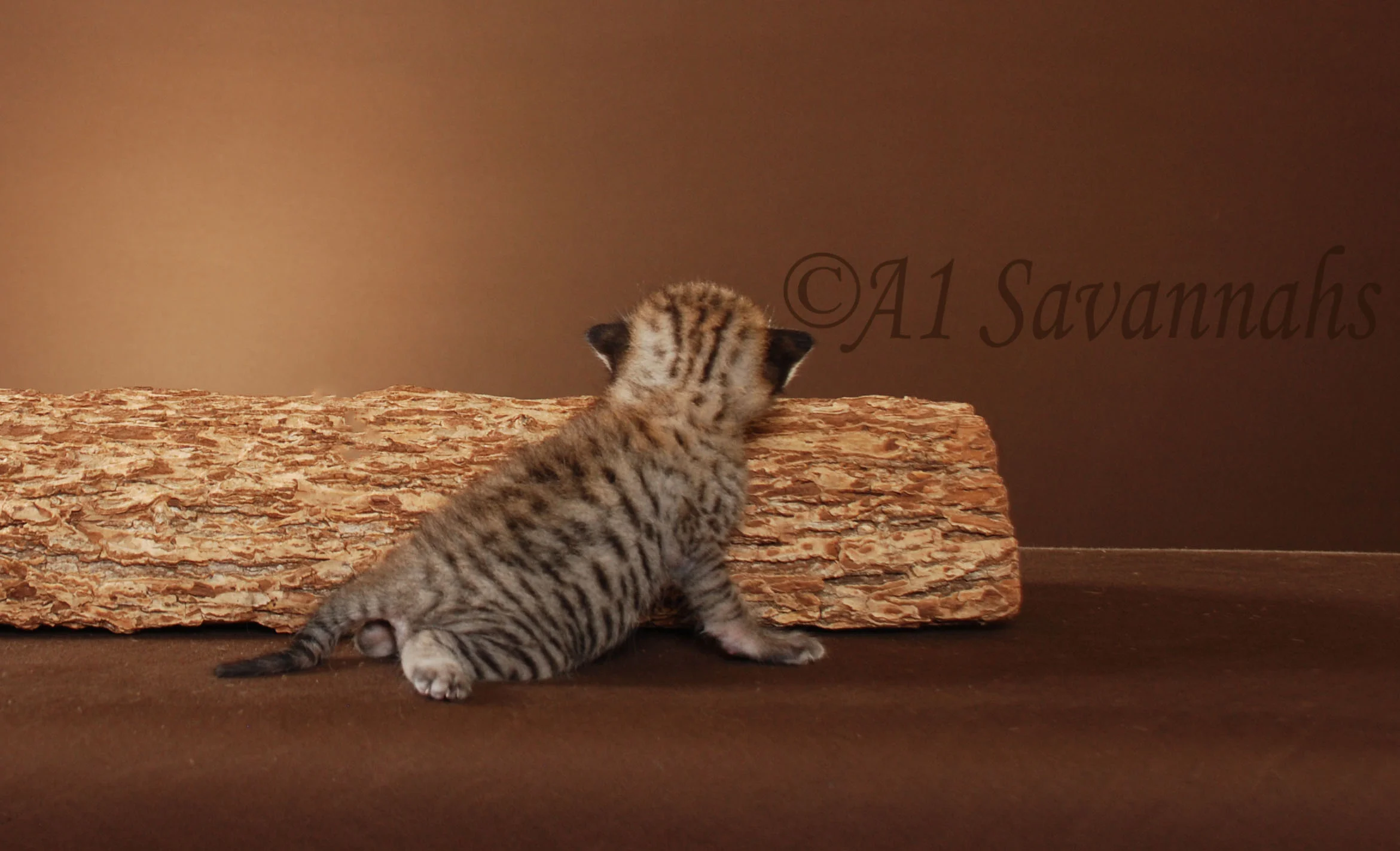 A1Savannahs Berlin is a F5 Savannah Male