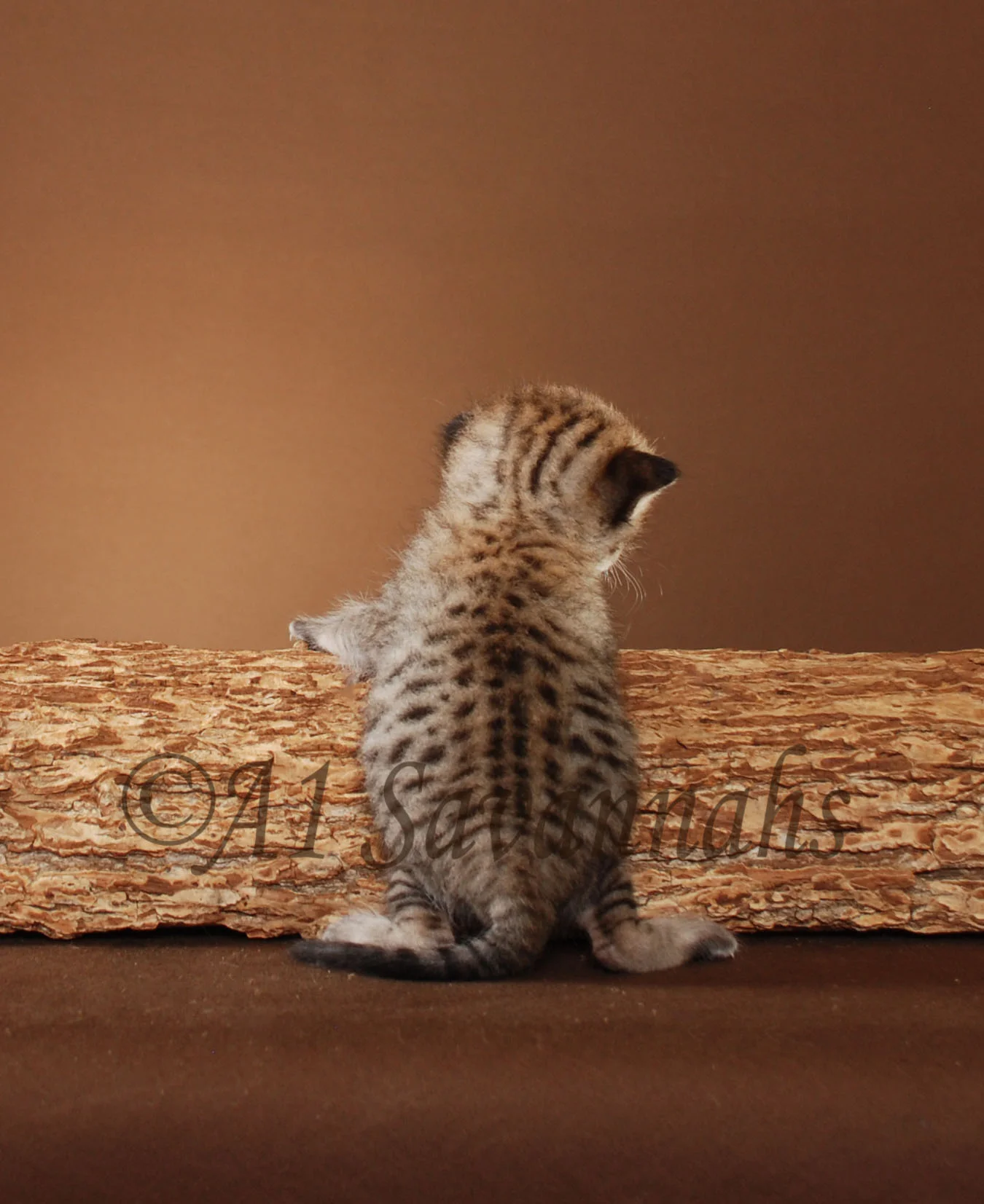 A1Savannahs Berlin is a F5 Savannah Male