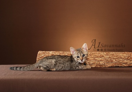 A1Savannahs Berlin is a F5 Savannah Male