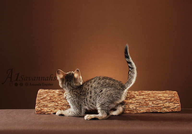 A1Savannahs Berlin is a F5 Savannah Male