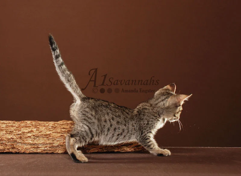 A1Savannahs Berlin is a F5 Savannah Male