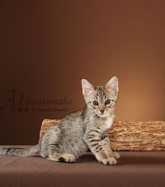 A1Savannahs Berlin is a F5 Savannah Male