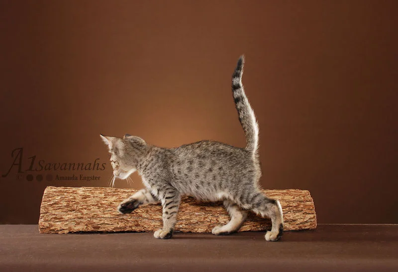 A1Savannahs Berlin is a F5 Savannah Male