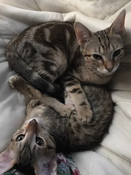 A1Savannahs SBT Gracie with her Bengal sister