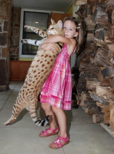 F1 savannah Scarlett's Magic being held by a young girl
