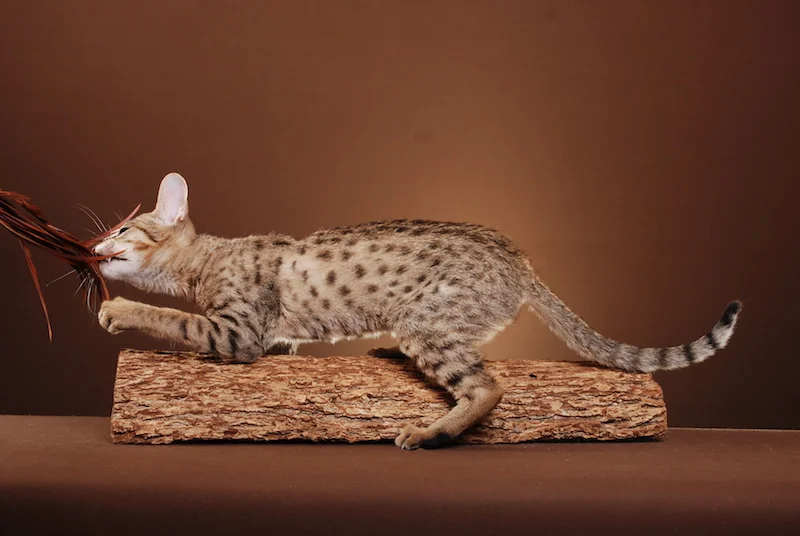 A1Savannahs sent multiple kittens to Switzerland