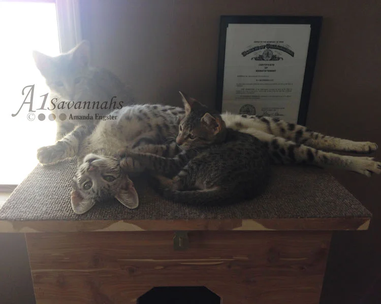 January 21st 2014 - Kittens sent to Turkey