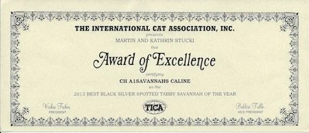 September 2013 - Silver Spotted Tabby of the Year