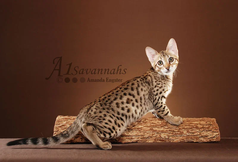 Carmella - SBT Female Savannah Kitten