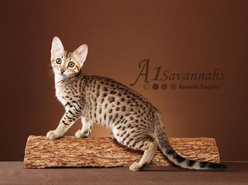 Carmella - SBT Female Savannah Kitten