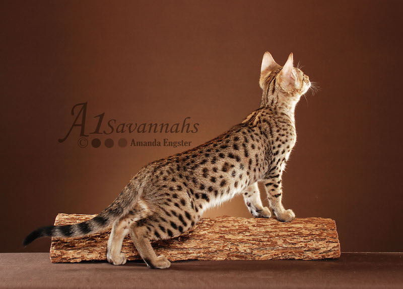 Carmella - SBT Female Savannah Kitten