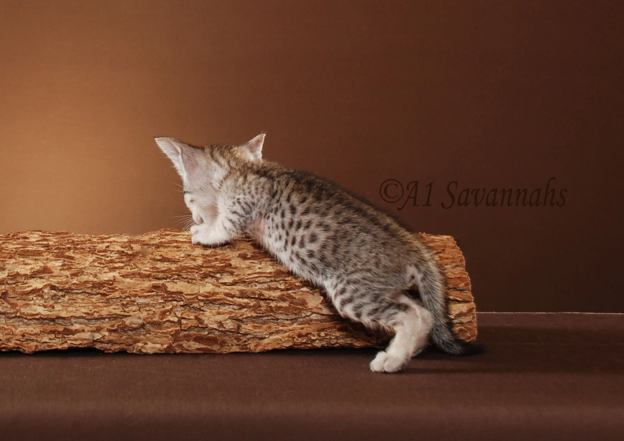 Mara - SBT Female Savannah