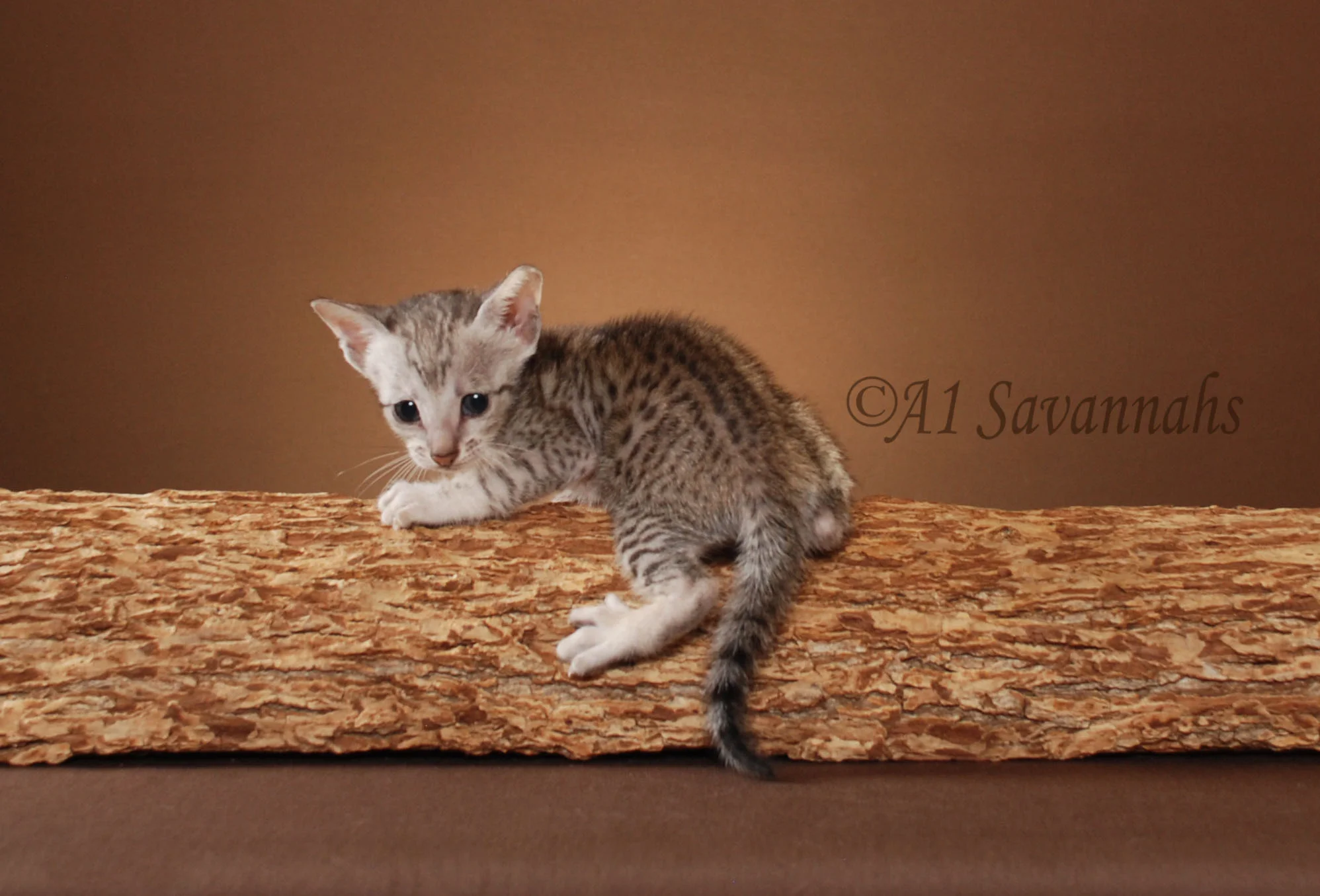 Mara - SBT Female Savannah