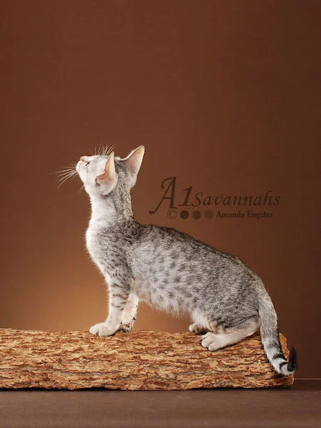 Mara - SBT Female Savannah