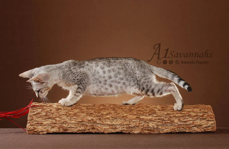 Mara - SBT Female Savannah
