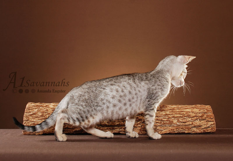 Mara - SBT Female Savannah