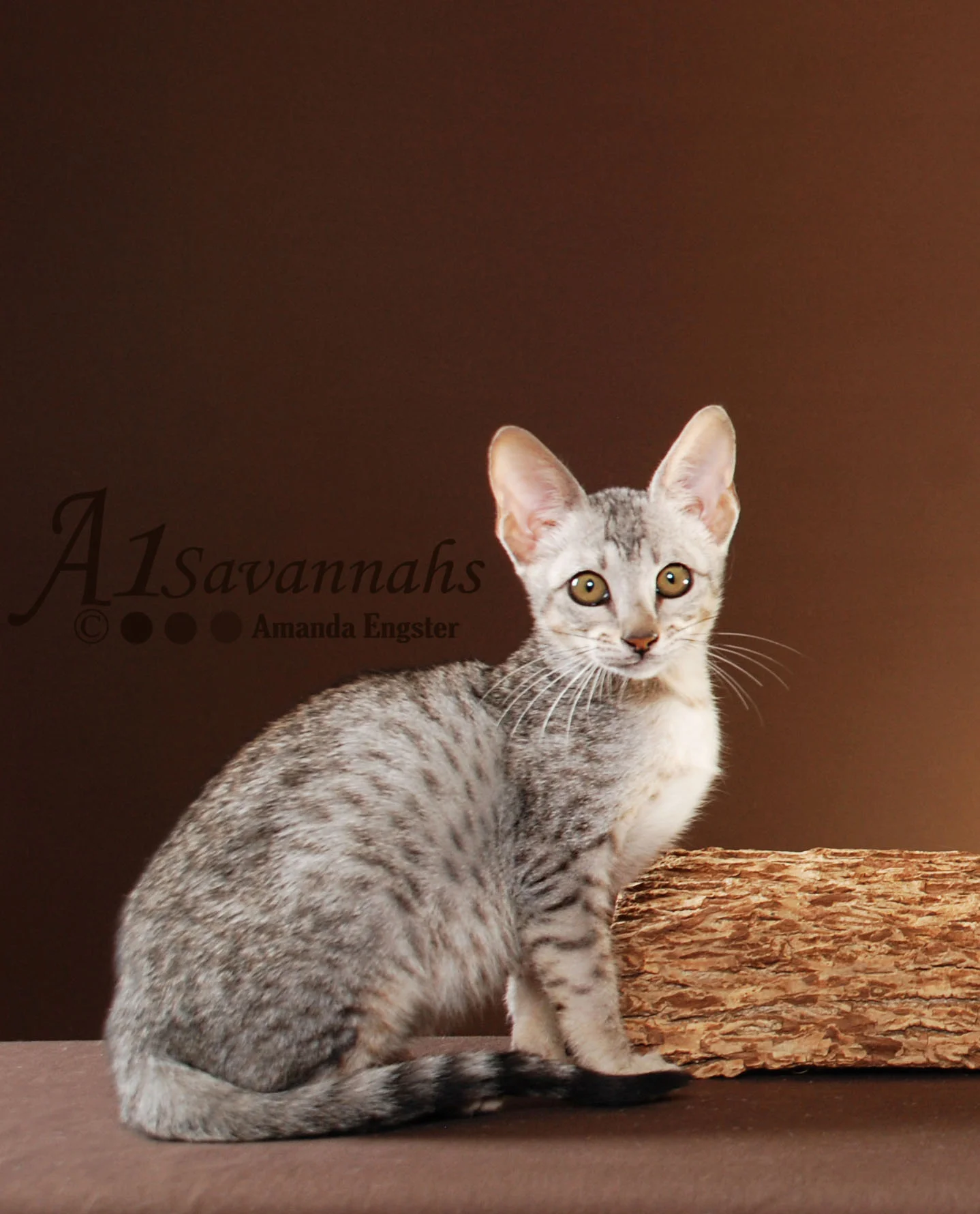 Mara - SBT Female Savannah