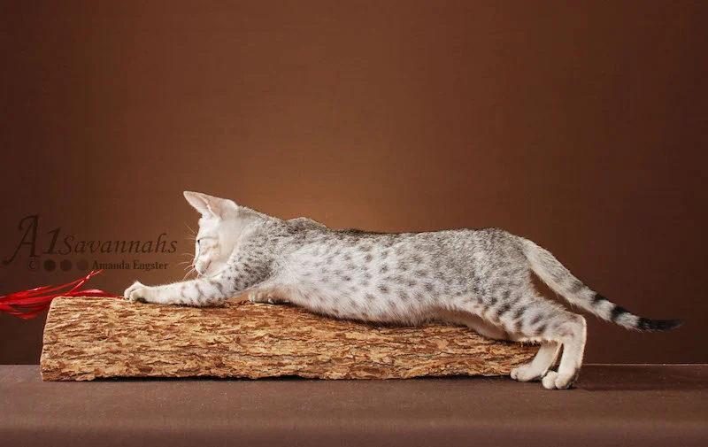Mara - SBT Female Savannah
