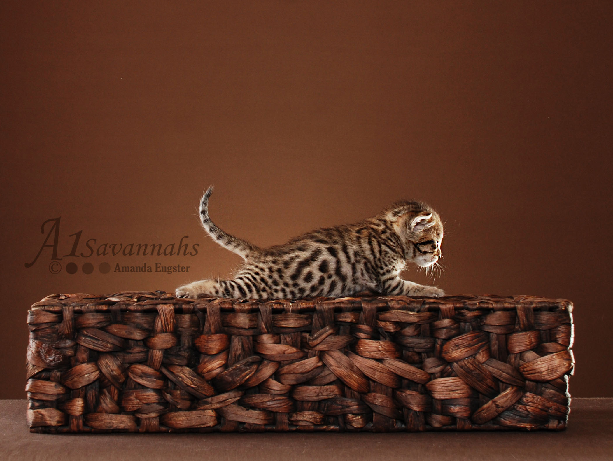 A1Savannahs Scout is an SBT Savannah Male