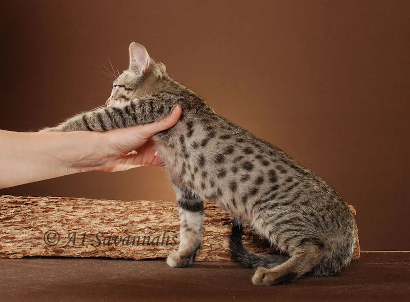 A1Savannahs Master is an F5 Savannah Male