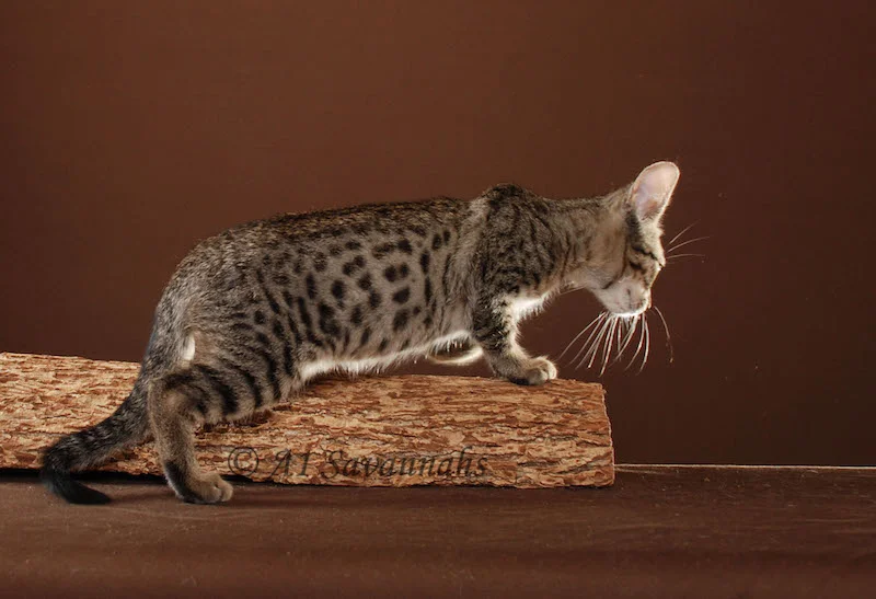 A1Savannahs Master is an F5 Savannah Male