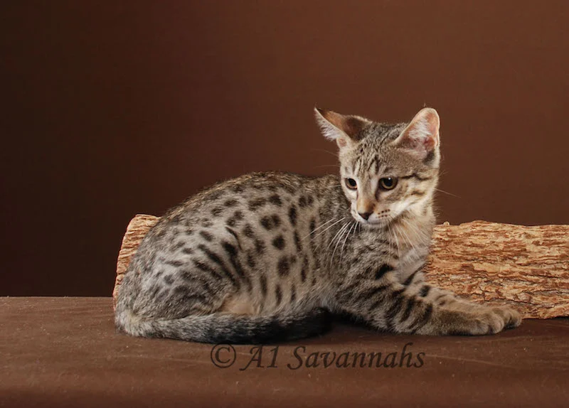 A1Savannahs Master is an F5 Savannah Male