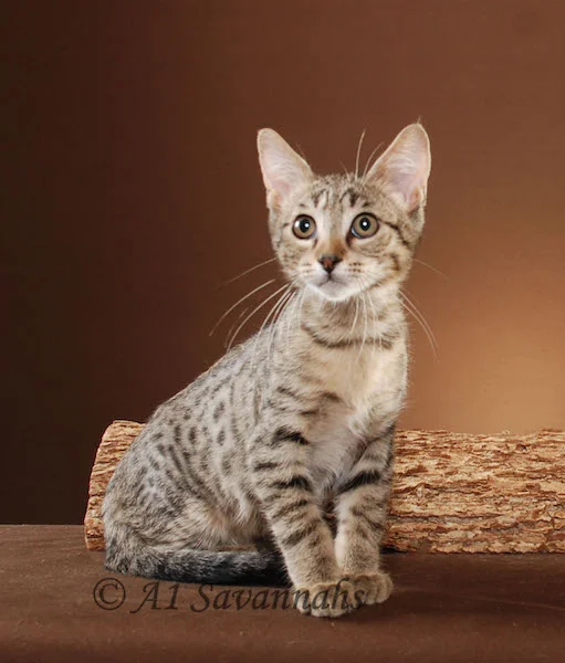A1Savannahs Master is an F5 Savannah Male