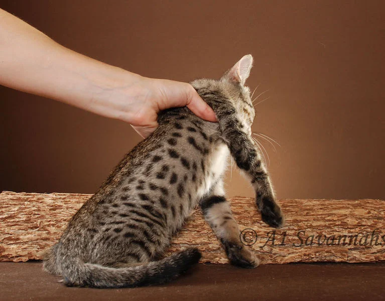 A1Savannahs Master is an F5 Savannah Male