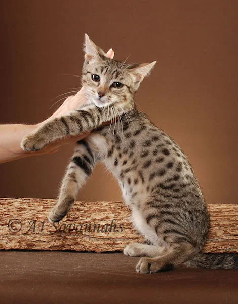 A1Savannahs Master is an F5 Savannah Male