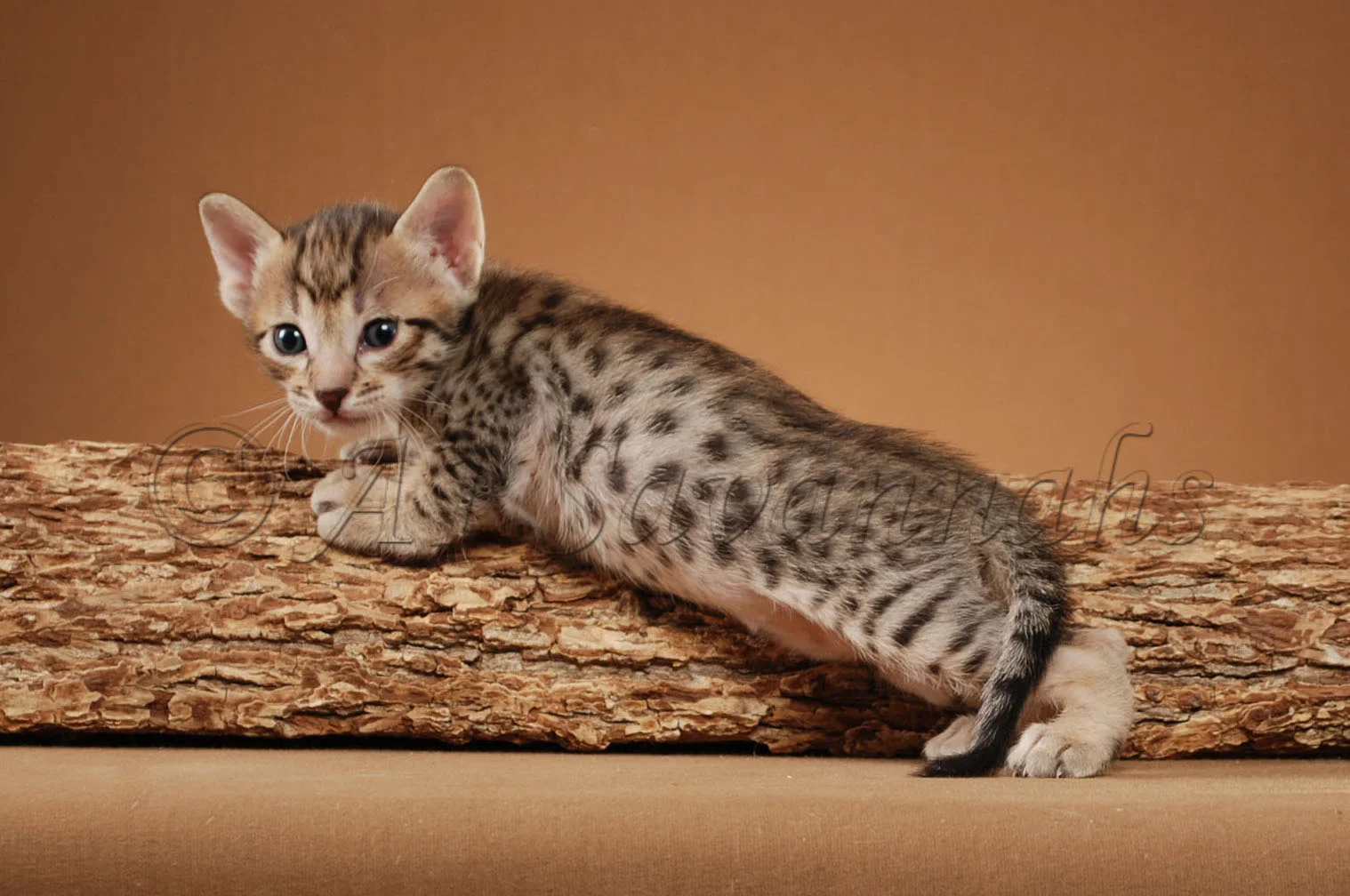 A1Savannahs Rodeo is an F5 Savannah Male