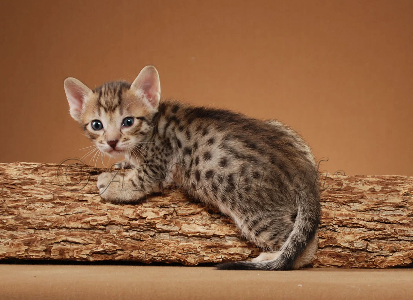 A1Savannahs Rodeo is an F5 Savannah Male