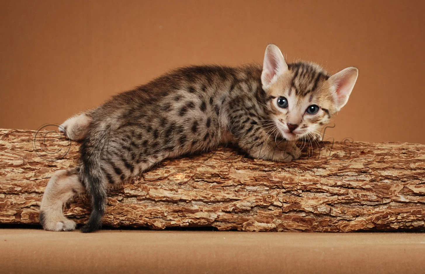 A1Savannahs Rodeo is an F5 Savannah Male