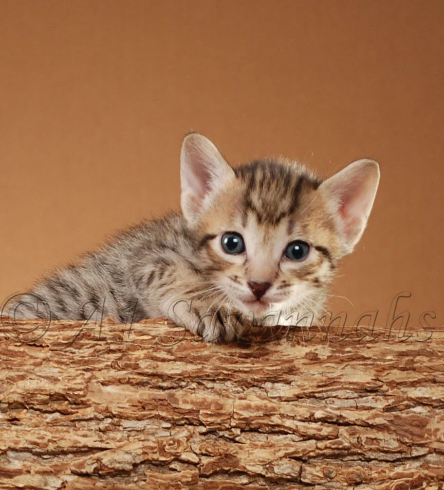 A1Savannahs Rodeo is an F5 Savannah Male