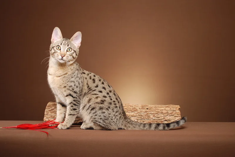 A1Savannahs Rodeo is an F5 Savannah Male