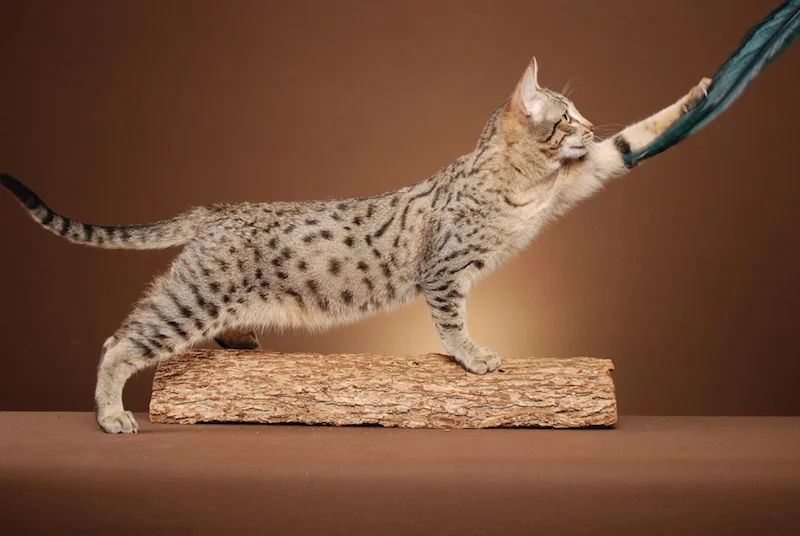 A1Savannahs Rodeo is an F5 Savannah Male