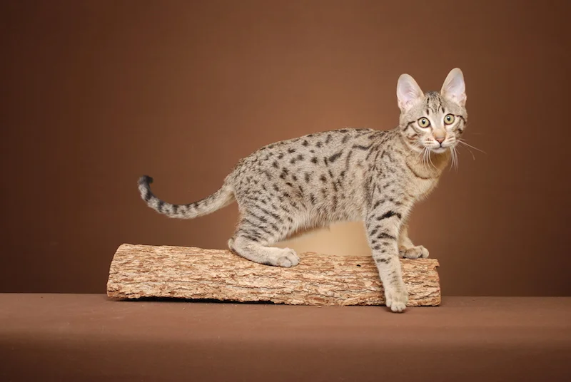 A1Savannahs Rodeo is an F5 Savannah Male