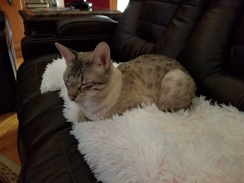 A1Savannahs Sasha F3 Female Savannah Kitten