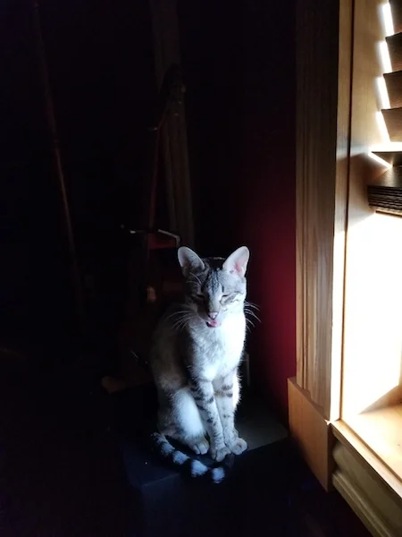 A1Savannahs Sasha F3 Female Savannah Kitten